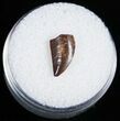 Small Raptor Tooth From Morocco - #11218-2